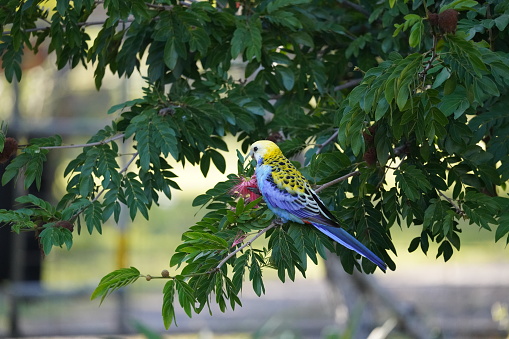 A pale headed rosella eating a blossom