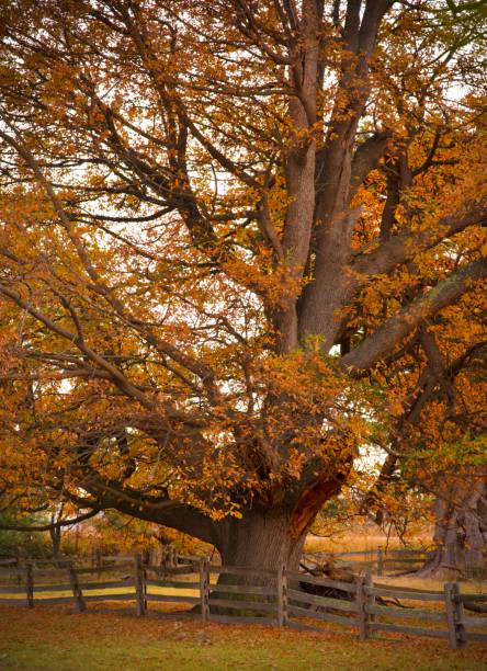 istock Autumn leaves on a tree in the park 1327890270
