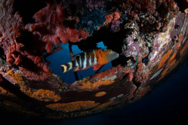 View of a red-breasted wrasse fish (Cheilinus fasciatus) swimming around the navy floatplane, an Aichi E13A1-1 or Jake type reconnaissance seaplane. It's one of the most intact wrecks in Micronesia, resting at 45 feet (15m) in Koror, Palau - Micronesia