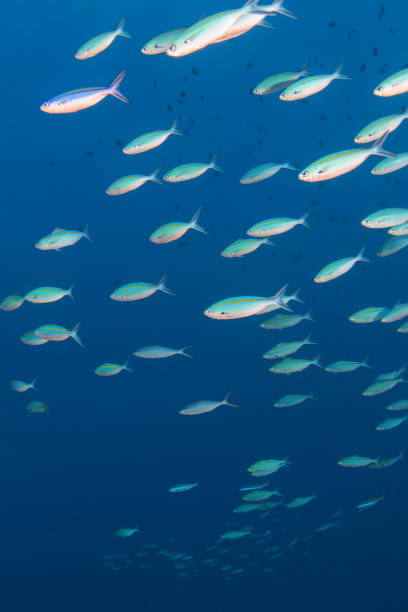 istock Large school of fish - Palau, Micronesia 1327893362
