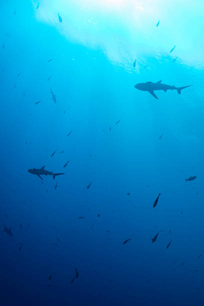 Grey reef shark (Carcharhinus amblyrhynchos) - Palau, Micronesia View of the grey reef sharks (Carcharhinus amblyrhynchos) at the Blue Corner in Palau - Micronesia light blue silk stock pictures, royalty-free photos & images