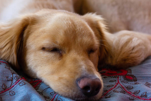 istock Light brown golden retriever dog sleeping 1327894127