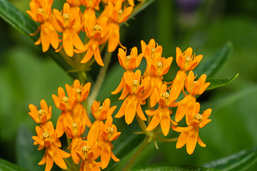 Butterfly weed (Asclepias tuberosa) flowers in summer.