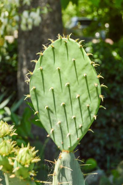 istock Prickly pear cactus with ears, growing in the park, outdoors, vertical frame 1327897714