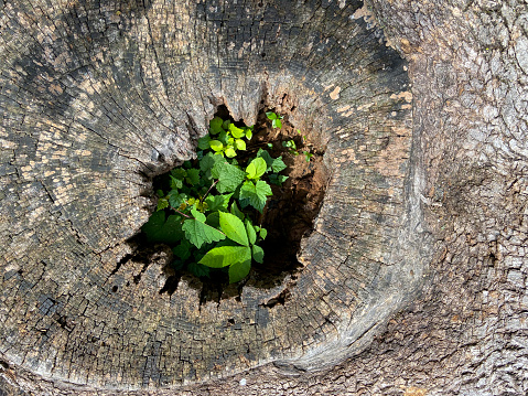 Close focus on small green tree grow from cracking area of dying wood in dark tone color