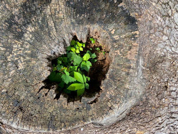 Close focus on small green tree grow from cracking area of dying wood stock photo