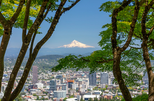 Downtown Portland and Mt Hood viewed from the Pittock Mansion overlook. Focus is on the trees leaving the background with the mountain slightly out of focus.