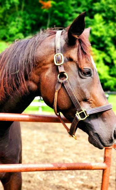 istock Thoroughbred brown horse with bush in the backround 1327901675