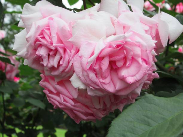 istock Pretty Bright Closeup Light Pink Roses Blooming In Summer 1327911545