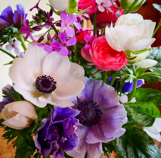 Anemone and Ranunculus flowers in bloom, with leaves and stems in close-up, full frame.  Bright summer background with white, purple, and pink petals amid green leaves.