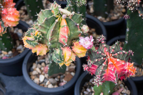istock Cactus succulents in a planter 1327915862