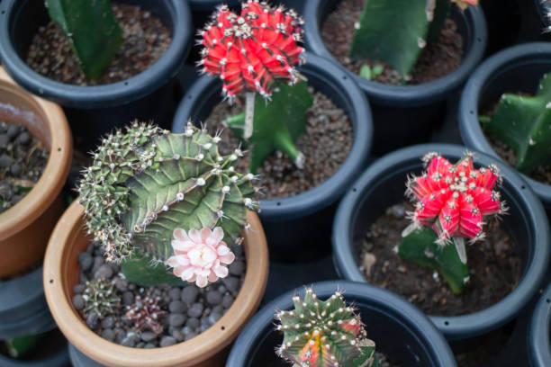 istock Cactus succulents in a planter 1327915865