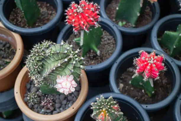 Cactus succulents in a planter, stock photo