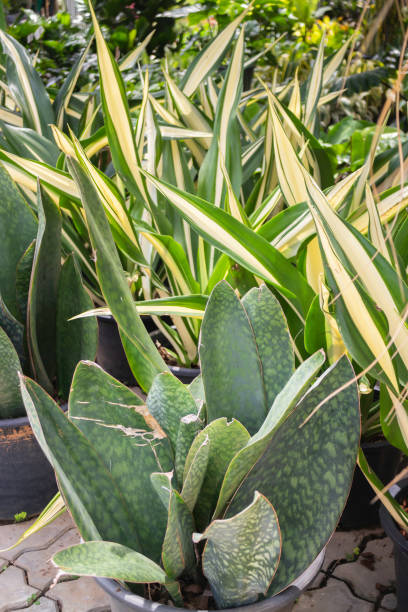 istock Green summer plant in outdoors market 1327915891