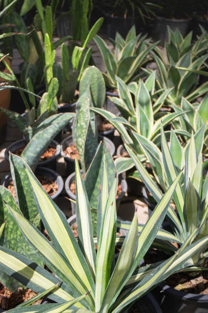 istock Green summer plant in outdoors market 1327915934