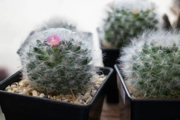 Cactus succulents in a planter, stock photo