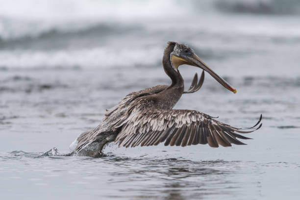 istock Pelican takes flight on the Pacific Northwest coast 1327916944