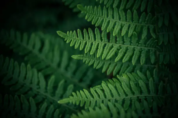 Photo of Lush green ferns in dark Pacific Northwest forest