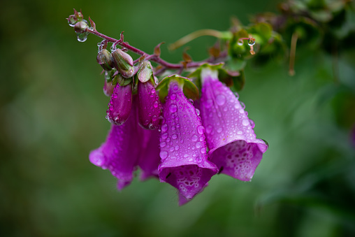 Morning dew rain drops on vibrant blooming foxglove flower plant
