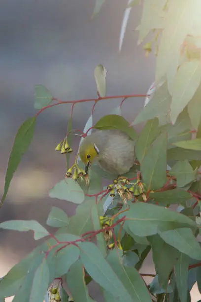 Tiny white plumed honeyeater perched on a branch