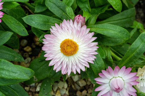 white fluffy daisies, chrysanthemum flowers on a green background Beautiful pink chrysanthemums close-up in aster Astra tall perennial, new english texture gradient purple flower