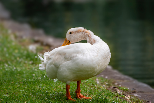 Large white duck walking on the grass