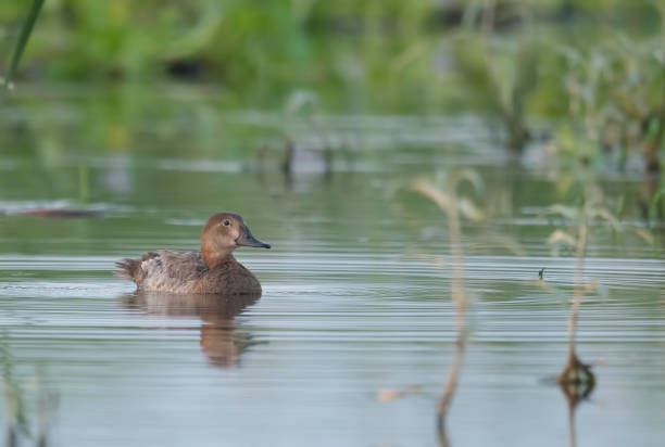 istock Common pochard in freshwater Pond 1327927235