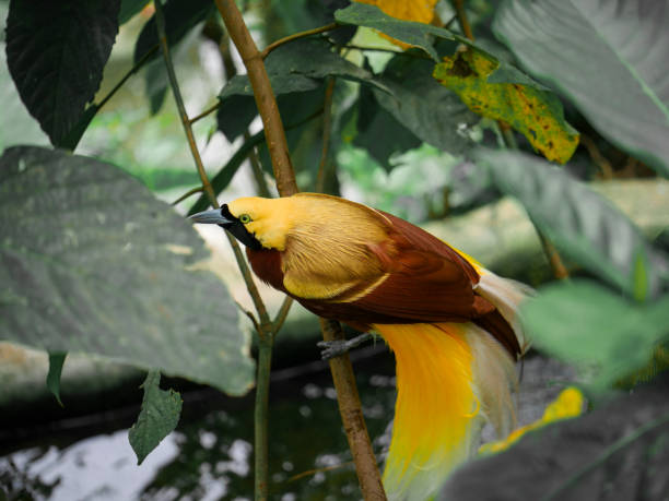 istock Bird of Paradise on a tree 1327928809