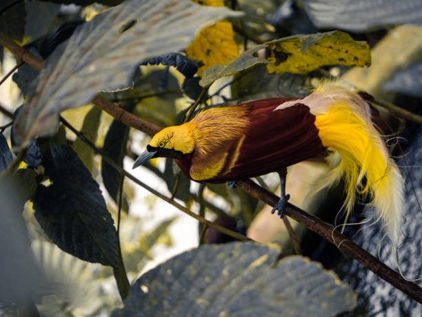 Bird of Paradise on a tree