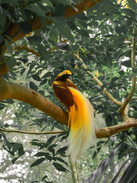 istock Bird of Paradise on a tree 1327928901