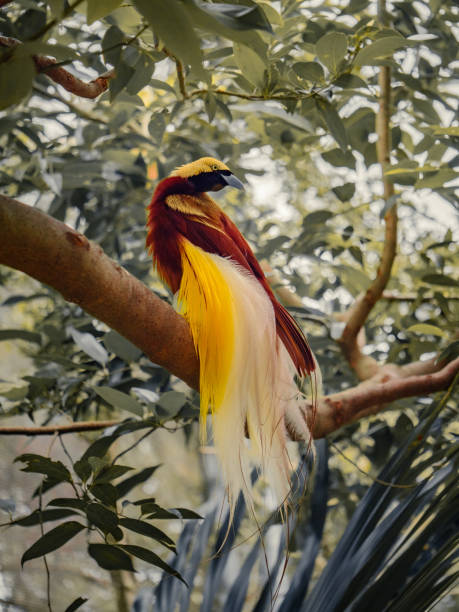 Bird of Paradise on a tree