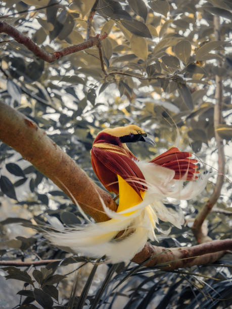 istock Bird of Paradise on a tree 1327928951