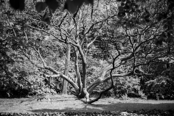 istock Curved trees in the royal garden 1327930598