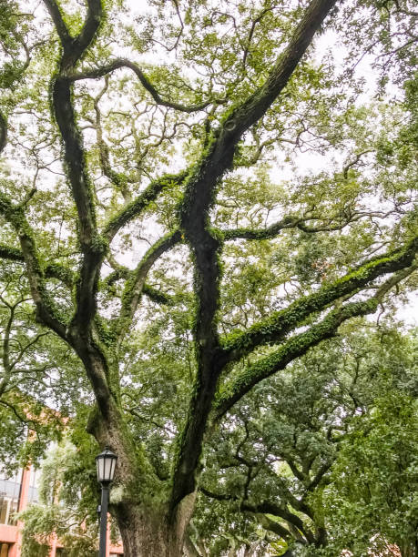 istock Trees of Savannah Georgia 1327930842