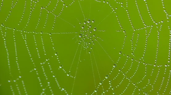 Close up of spiderweb with dew drops early in the morning with a green background in rural Minnesota, USA