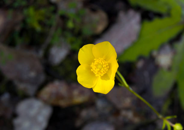 istock Flowers and plants 1327933811