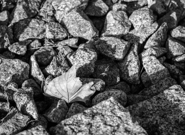 aperture 8, exposure time 1/250 sec., ISO 200, sun visor, UV filter, focal length 105 mm,