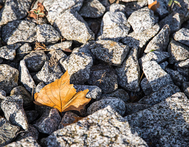 aperture 8, exposure time 1/250 sec., ISO 200, sun visor, UV filter, focal length 105 mm,