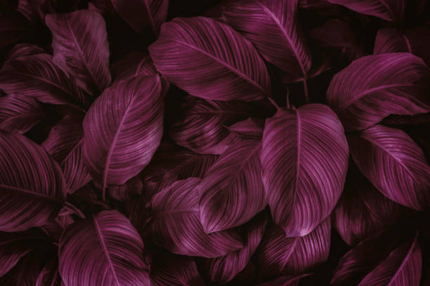 istock tropical leaves, abstract green leaves texture, nature background 1327934972