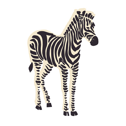 Zebra animal illustration graphic resource