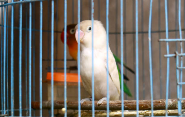 istock Lovebird or Agapornis 1327936571