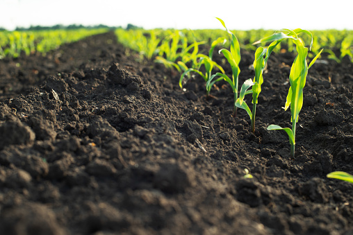 Close up low angle view at row of young corn stalks at field spring time