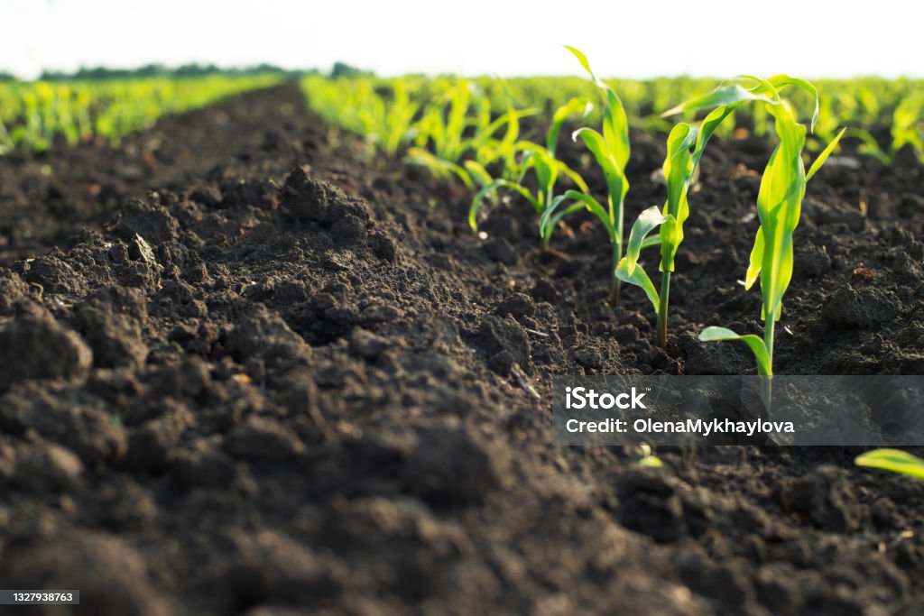 Close up low angle view at row of young corn stalks at field spring time Corn - Crop Stock Photo