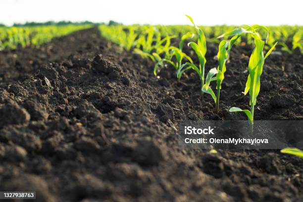 Close Up Low Angle View At Row Of Young Corn Stalks At Field Spring Time Stock Photo - Download Image Now