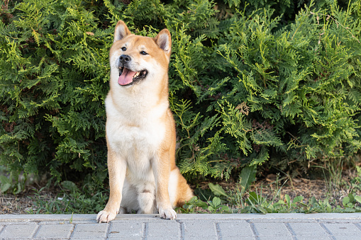 Happy Dogs. Smiling Shiba Inu, lifestyle imagery of happy and content dog outdoors (garden or park), enjoying life
