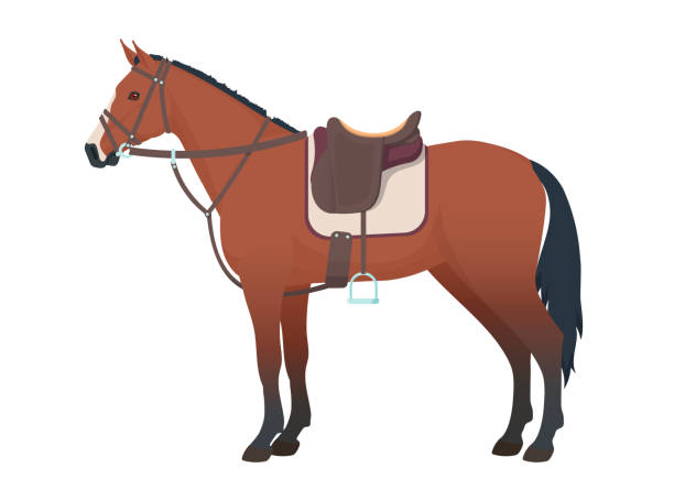 ilustrações de stock, clip art, desenhos animados e ícones de harnessed horse. - saddle blanket