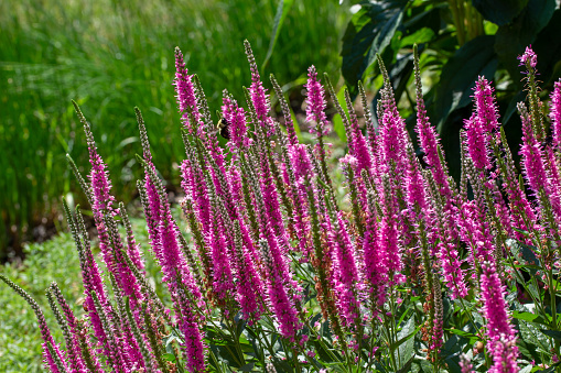 This image shows a close up texture landscape view of veronica spicata (spiked speedwell) flowers in bloom in a sunny ornamental garden.