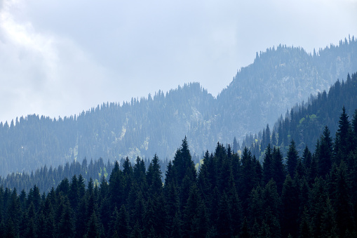 spruce-covered mountain slopes stretching into the distance. mountain landscape and sky