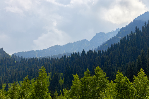 spruce-covered mountain slopes stretching into the distance. mountain landscape and sky