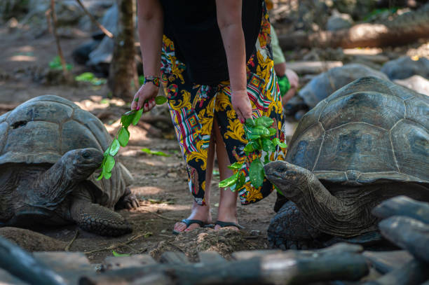 a tourist woman feeding giant turtle aldabrachelys gigantea or aldabra giant tortoise with fresh green leaves at prison island, zanzibar, tanzania - afrika afrika stockfoto's en -beelden
